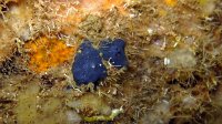 095 Eponge bleue (Terpios gelatinosa)